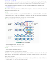 Bài 39 Tái bản DNA và phiên mã tạo RNA.docx