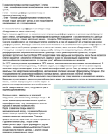 Мужская половая система 