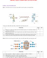 PHẦN II .CÂU HỎI ĐÚNG SAI -  GENE PHIÊN MÃ VÀ DỊCH MÃ - HS.docx