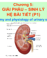 Giải phẫu sinh lý hệ thận tiết niệu.ppt