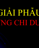 Giải phẫu vùng chi dưới.ppt