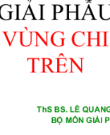 Giải phẫu vùng chi trên.ppt