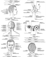 AcuAnatomy Point Groupings Study Guide Key.pdf