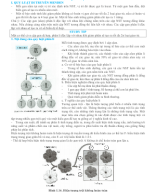 Chương II - Quy luật di truyền.doc