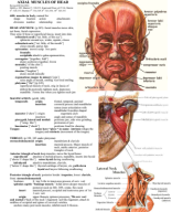 study guides_muscles_head_neck.pdf