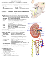 study guides_Urinary.pdf