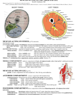 study guides_muscles_LE_Thigh.pdf