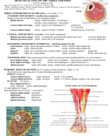 study guides_muscles_LE_leg_Ankle.pdf