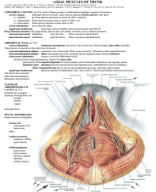 study guides_muscles_Trunk.pdf