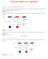 PHẦN III - CÂU TRẢ LỜI NGẮN -   GENE PHIÊN MÃ VÀ DỊCH MÃ - GV.docx