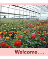 ELE HORT 355 Protected cultivation of Flowers.pdf