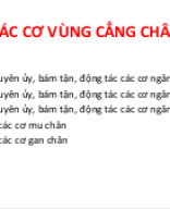 CÁC-CƠ-VÙNG-CẲNG-CHÂN.pptx