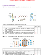 PHẦN II .CÂU HỎI ĐÚNG SAI -  GENE PHIÊN MÃ VÀ DỊCH MÃ - GV.docx