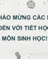 Bài 12 -  Miễn dịch ở người và động vật.pptx