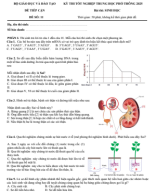 ĐỀ 11__ĐỀ TIẾP CẬN KỲ THI TN THPT 2025__GÓI 60 ĐỀ.pdf