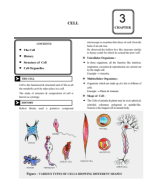 03-Cell.pdf