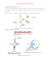 KHTN 9 - SINH HỌC - BÀI 38. NUCELIC ACID VÀ GENE - GV.docx