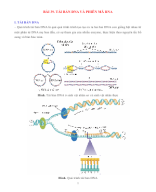 KHTN 9 - SINH HỌC - BÀI 39. TÁI BẢN DNA VÀ PHIÊN MÃ RNA - GV.docx